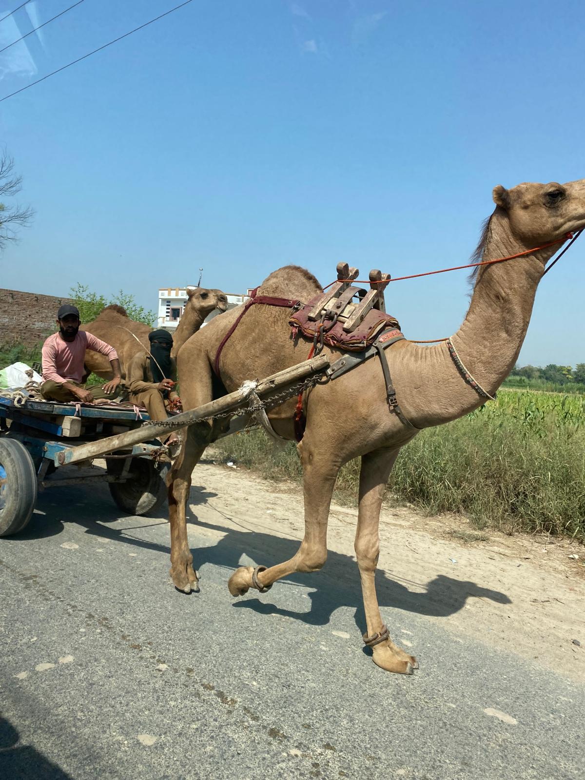A camel pulling a cart along a rural road in Pakistan