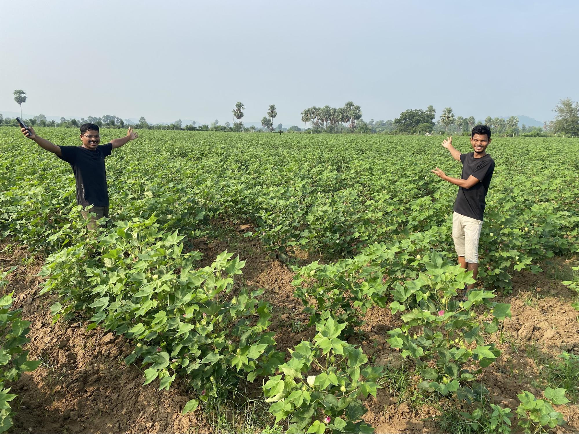 Two men celebrating in a thriving cotton field